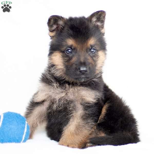 Justin, German Shepherd Puppy